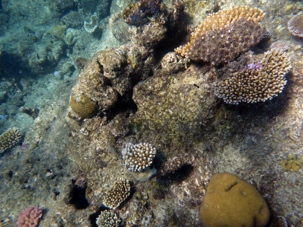 Coral, viewed from underwater