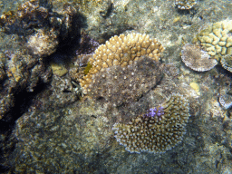 Coral, viewed from underwater