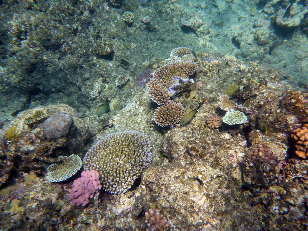 Coral and fish, viewed from underwater