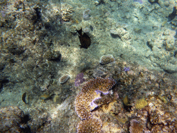 Coral and fish, viewed from underwater