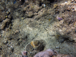 Coral and fish, viewed from underwater