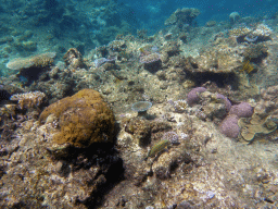 Coral and Striped Surgeonfish, viewed from underwater