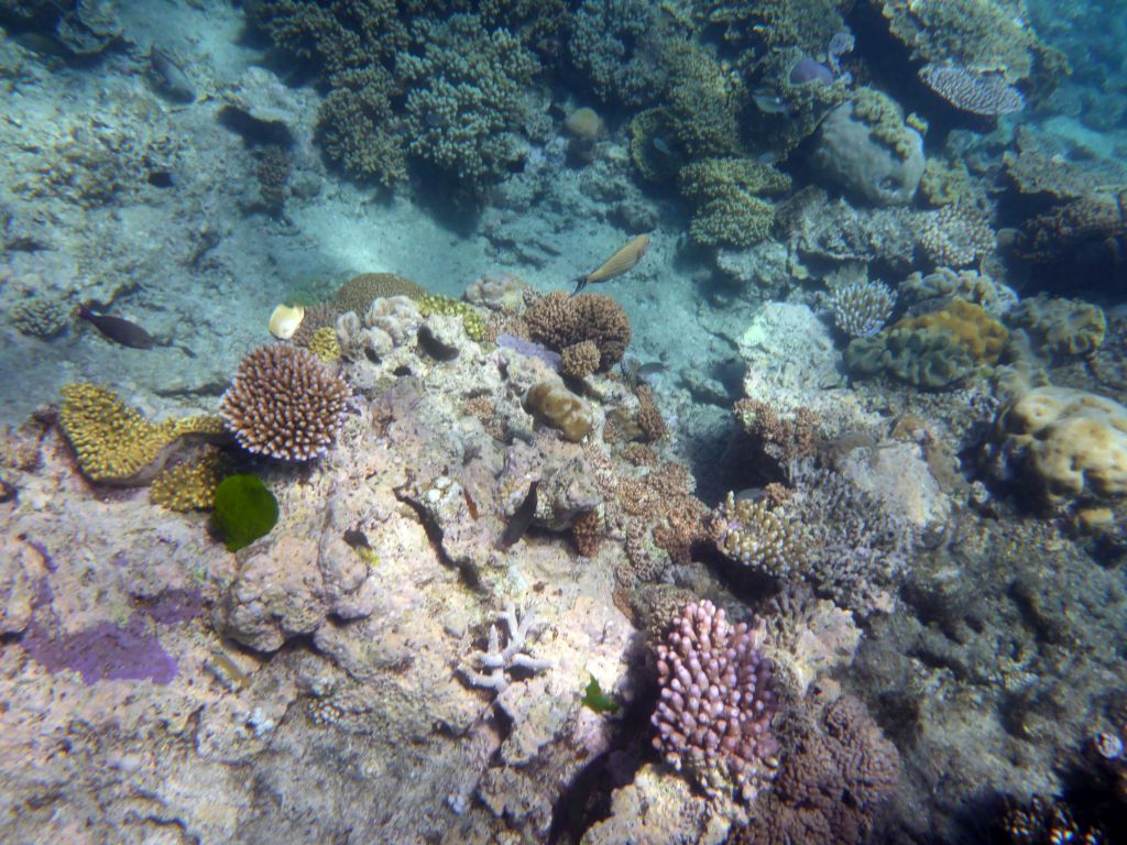 Coral, Striped Surgeonfish and other fish, viewed from underwater