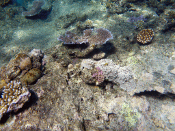 Coral, viewed from underwater