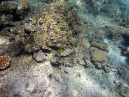 Coral and fish, viewed from underwater