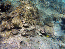 Coral and fish, viewed from underwater