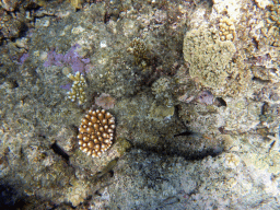 Coral and fish, viewed from underwater