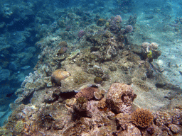 Coral, Striped Surgeonfish and other fish, viewed from underwater