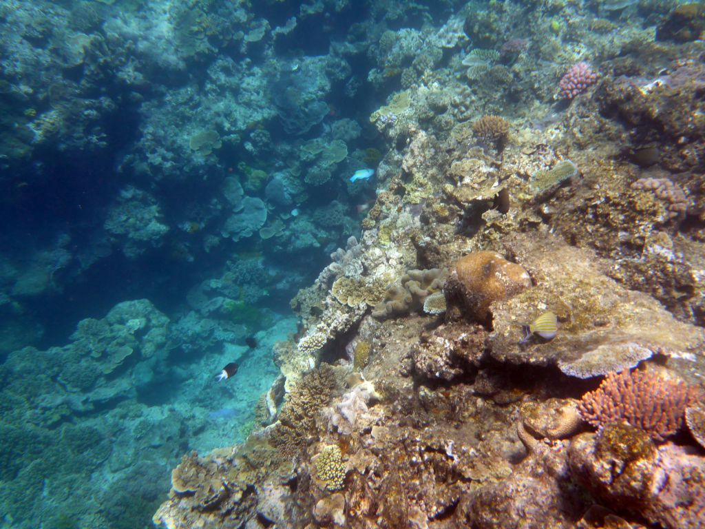 Coral, Striped Surgeonfish and other fish, viewed from underwater