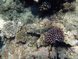 Coral and fish, viewed from underwater