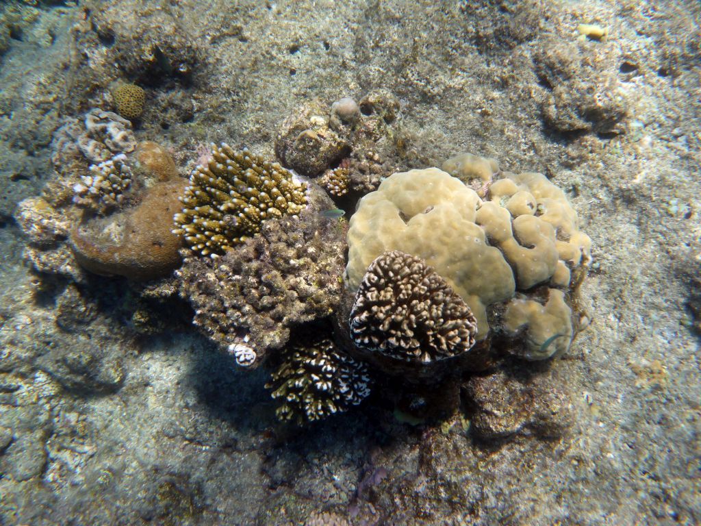 Coral and fish, viewed from underwater