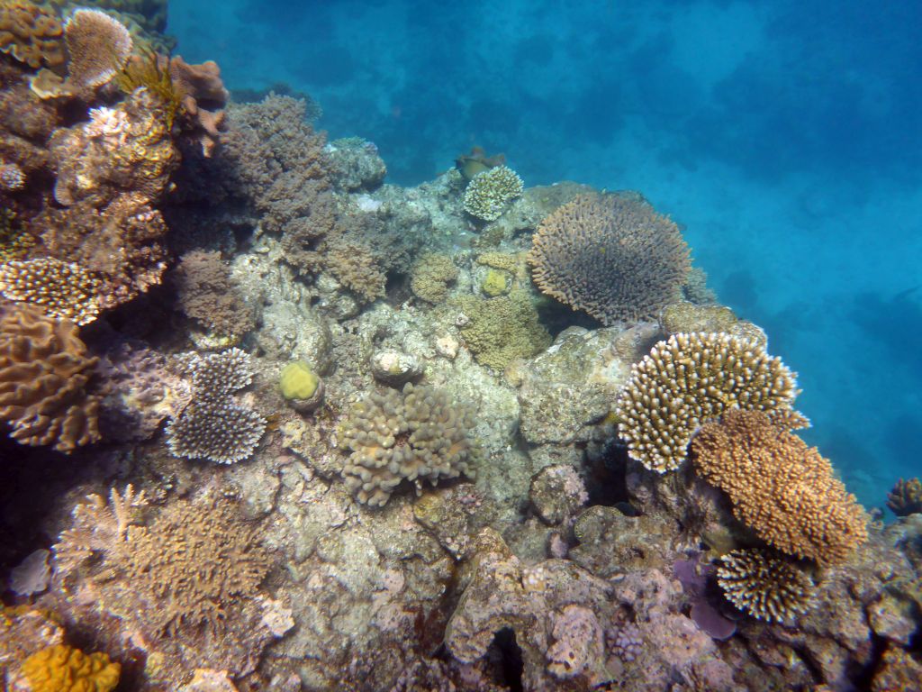 Coral, viewed from underwater