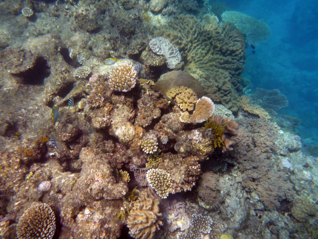 Coral and fish, viewed from underwater