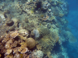 Coral and fish, viewed from underwater