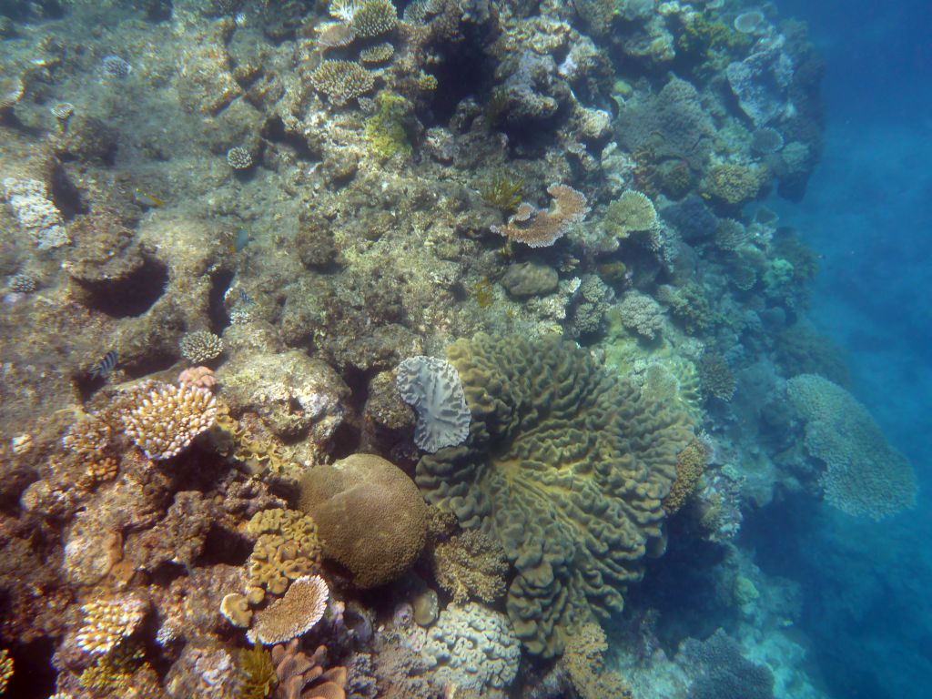 Coral and fish, viewed from underwater