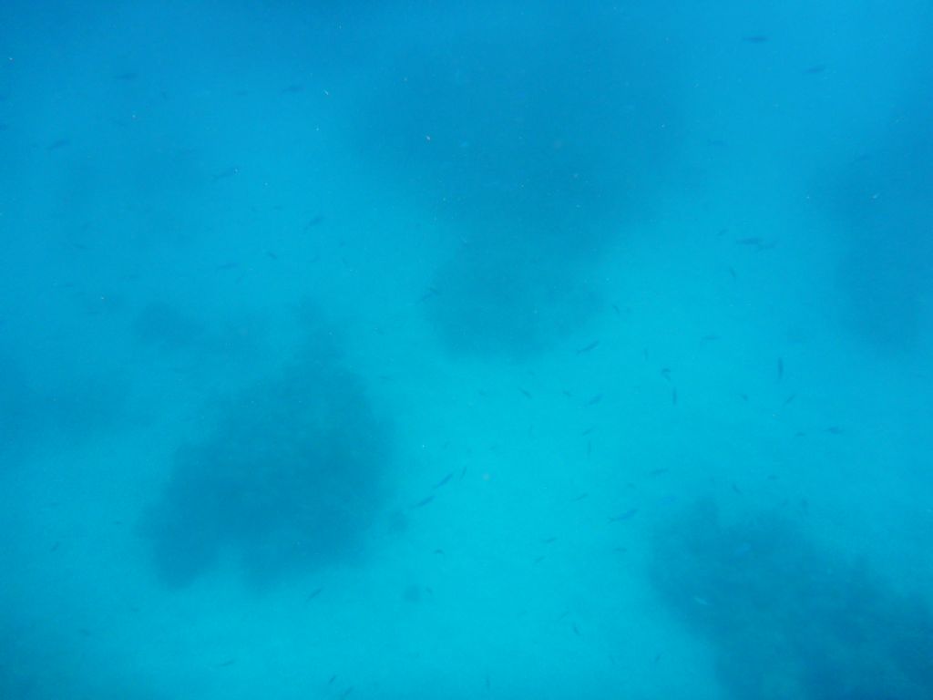 Coral and school of fish, viewed from underwater