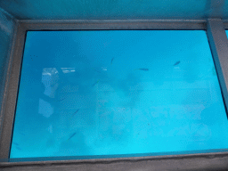 School of fish, viewed from the Seastar Cruises glass bottom boat