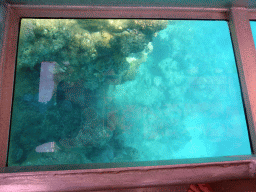 Coral and school of fish, viewed from the Seastar Cruises glass bottom boat