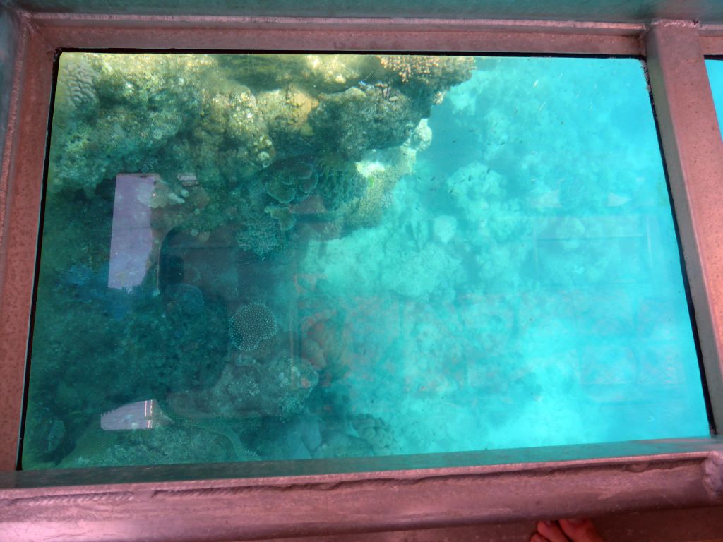 Coral and school of fish, viewed from the Seastar Cruises glass bottom boat