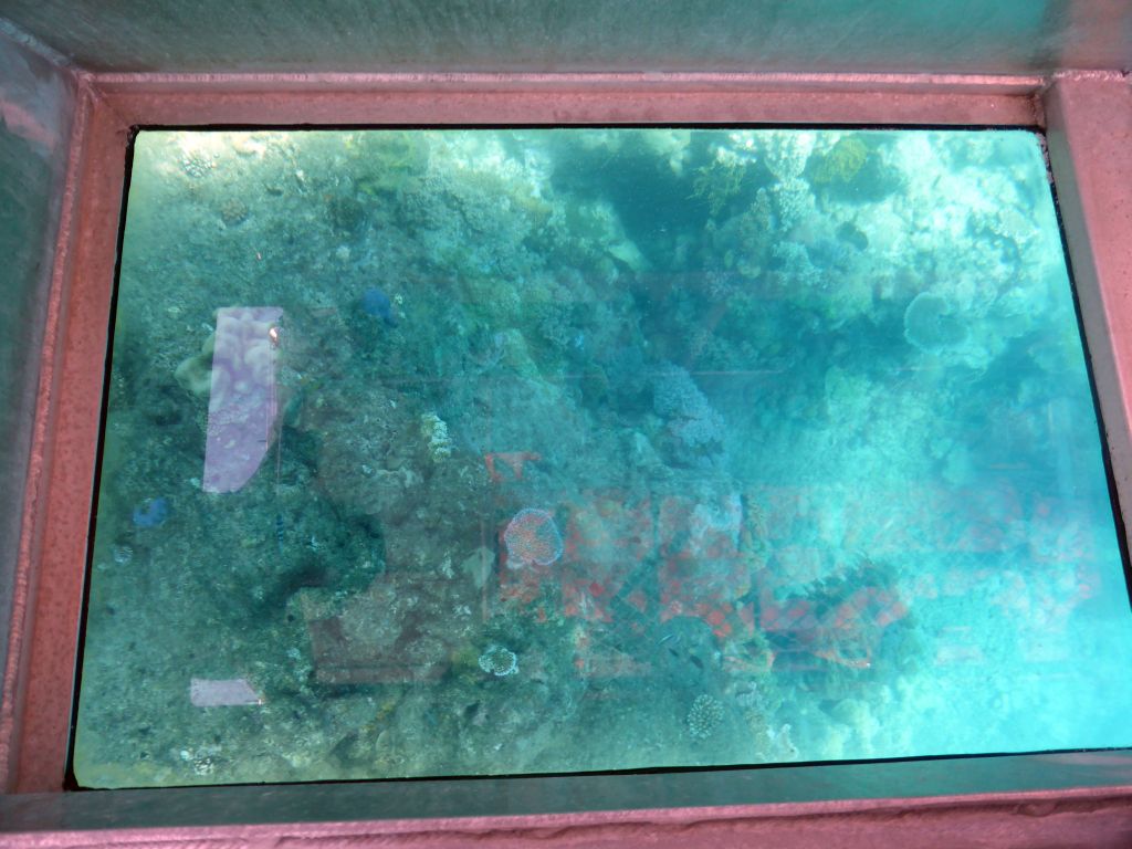 Coral and fish, viewed from the Seastar Cruises glass bottom boat