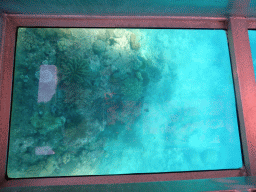 Coral and fish, viewed from the Seastar Cruises glass bottom boat