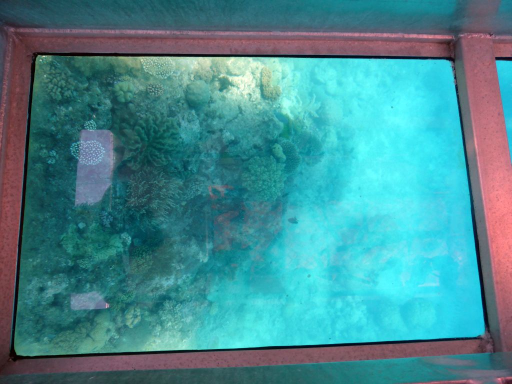 Coral and fish, viewed from the Seastar Cruises glass bottom boat