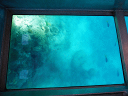 Coral and fish, viewed from the Seastar Cruises glass bottom boat