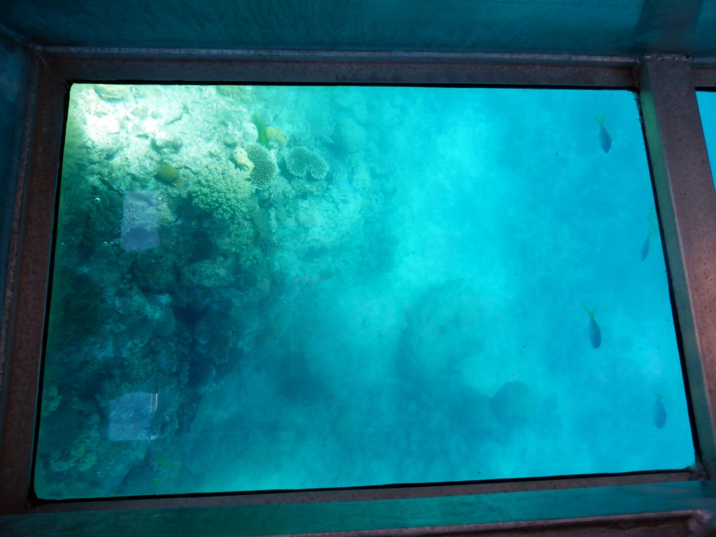 Coral and fish, viewed from the Seastar Cruises glass bottom boat