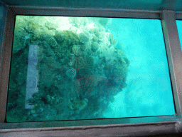 Coral and school of fish, viewed from the Seastar Cruises glass bottom boat