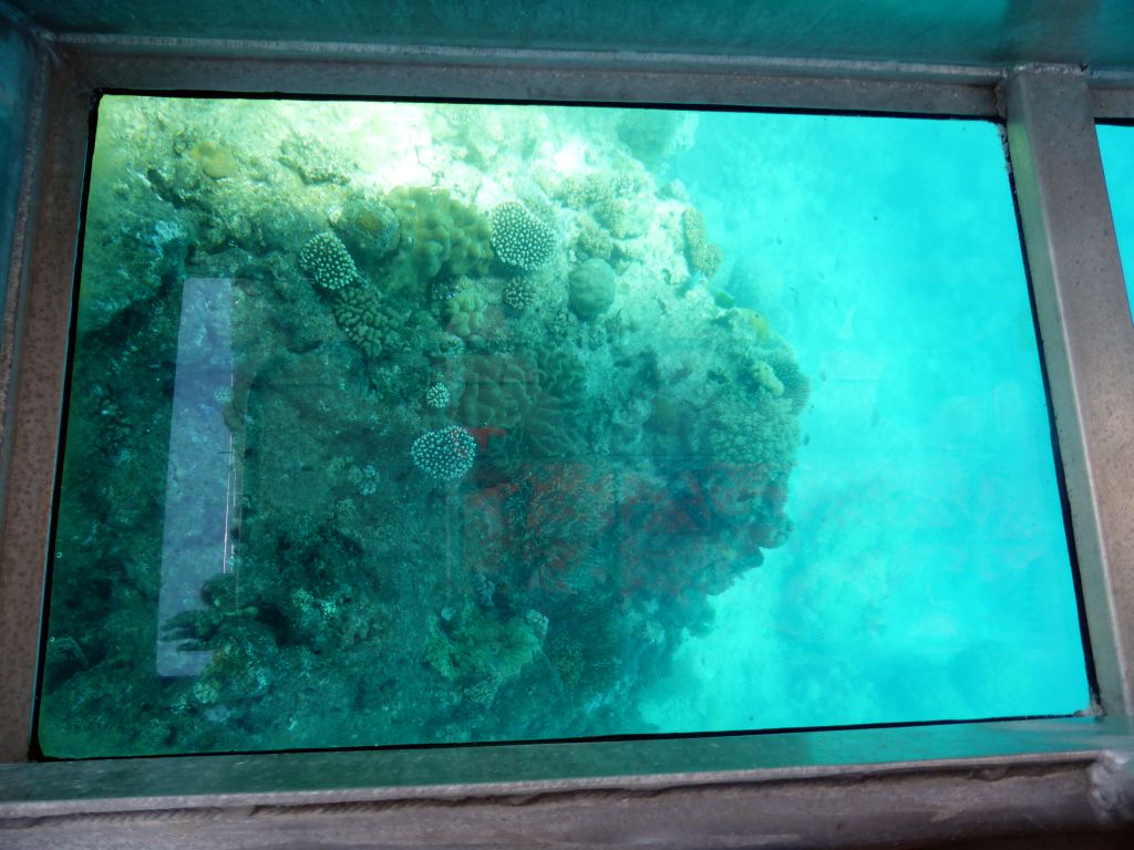 Coral and school of fish, viewed from the Seastar Cruises glass bottom boat