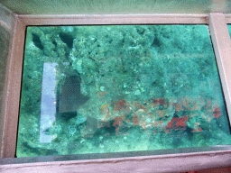 Coral, viewed from the Seastar Cruises glass bottom boat