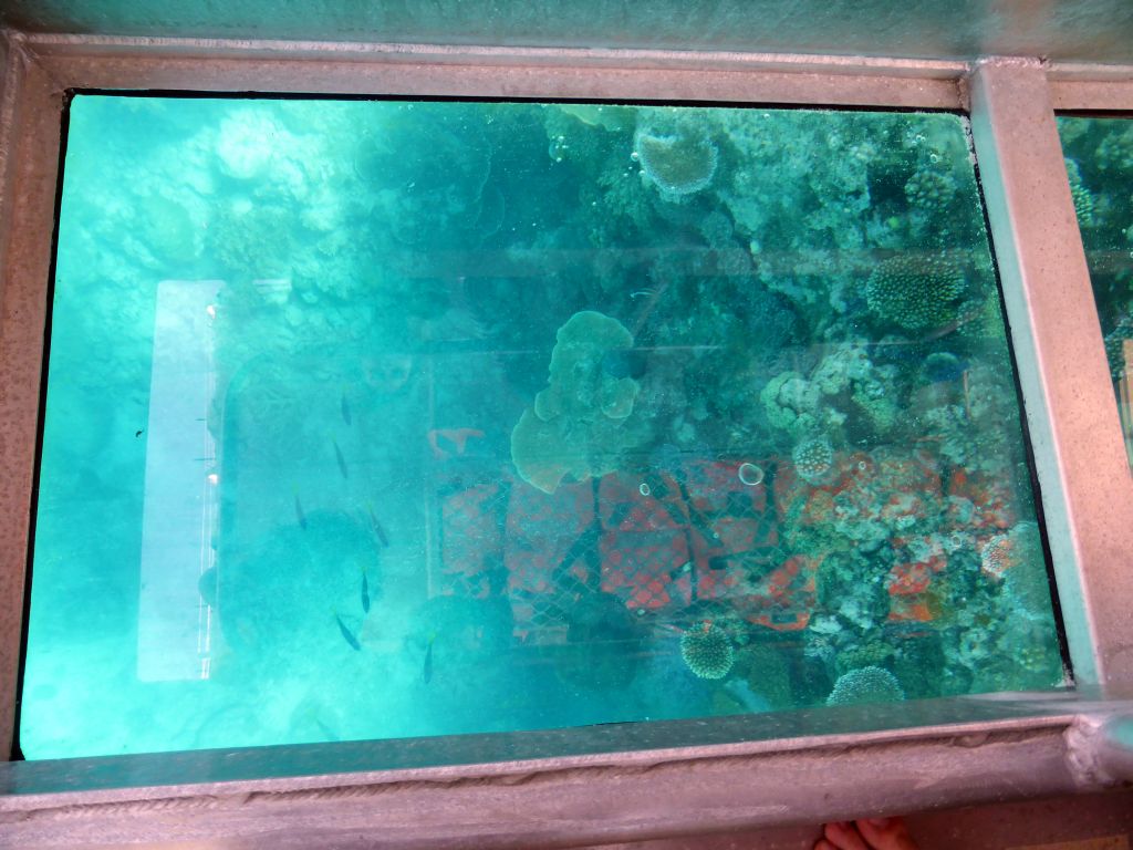 Coral and school of fish, viewed from the Seastar Cruises glass bottom boat