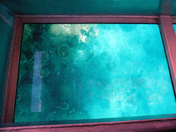 Coral and fish, viewed from the Seastar Cruises glass bottom boat