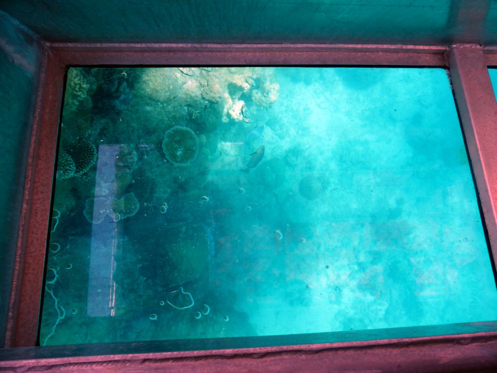 Coral and fish, viewed from the Seastar Cruises glass bottom boat