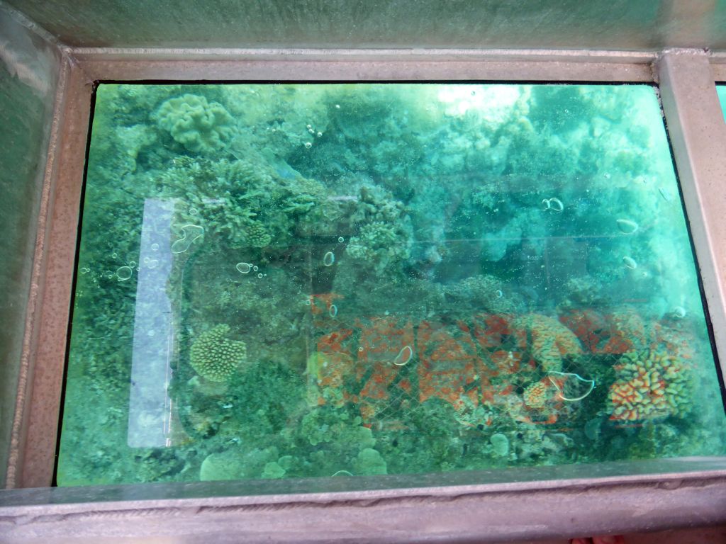 Coral, viewed from the Seastar Cruises glass bottom boat