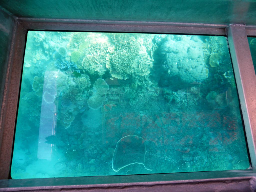 Coral, viewed from the Seastar Cruises glass bottom boat