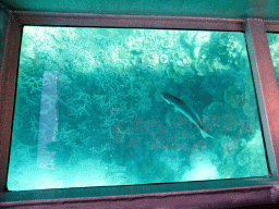 Coral and fish, viewed from the Seastar Cruises glass bottom boat