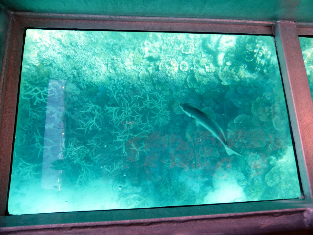 Coral and fish, viewed from the Seastar Cruises glass bottom boat