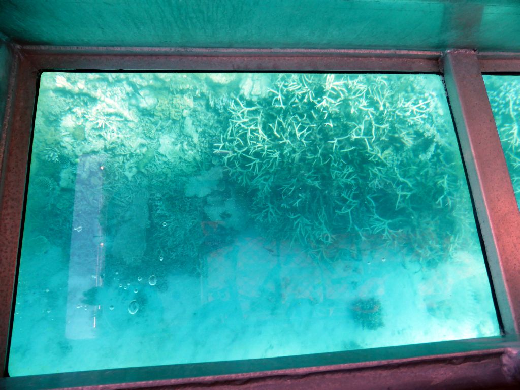 Coral and fish, viewed from the Seastar Cruises glass bottom boat