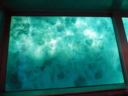 Coral, viewed from the Seastar Cruises glass bottom boat