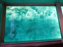 Coral, viewed from the Seastar Cruises glass bottom boat