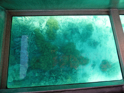 Coral, viewed from the Seastar Cruises glass bottom boat