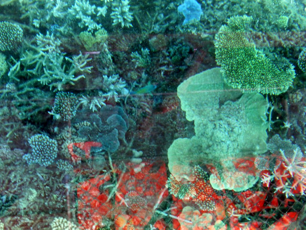 Coral and fish, viewed from the Seastar Cruises glass bottom boat