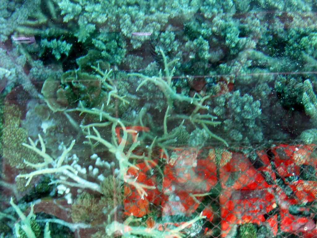 Coral, viewed from the Seastar Cruises glass bottom boat