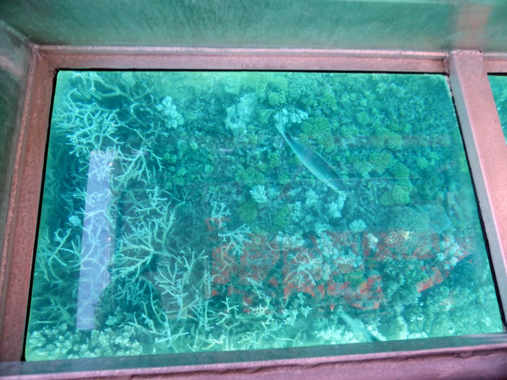 Coral and fish, viewed from the Seastar Cruises glass bottom boat