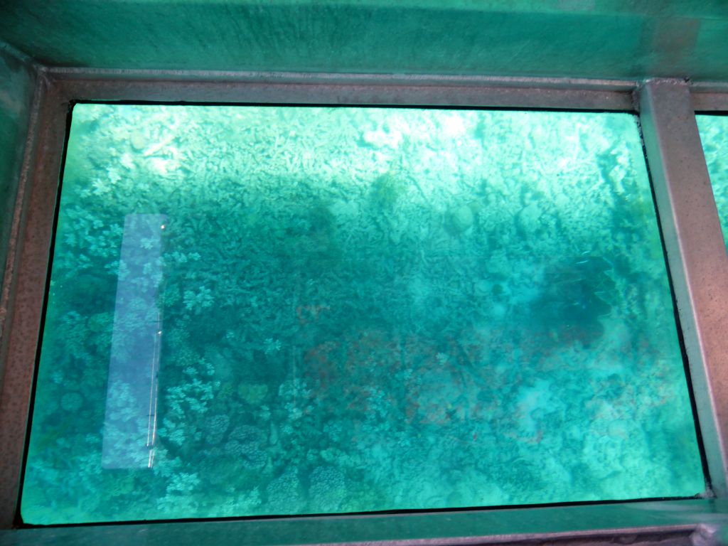 Coral and Giant Clam, viewed from the Seastar Cruises glass bottom boat