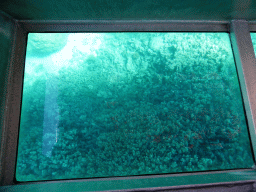 Coral, viewed from the Seastar Cruises glass bottom boat