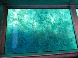 Coral and fish, viewed from the Seastar Cruises glass bottom boat