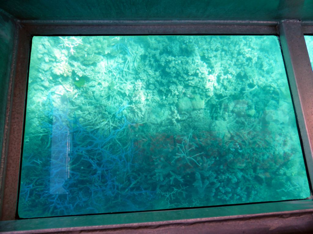 Coral and fish, viewed from the Seastar Cruises glass bottom boat