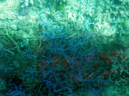 Coral and fish, viewed from the Seastar Cruises glass bottom boat